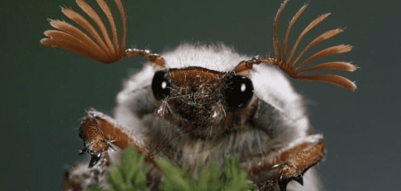 mayis-haziran-bocekleri