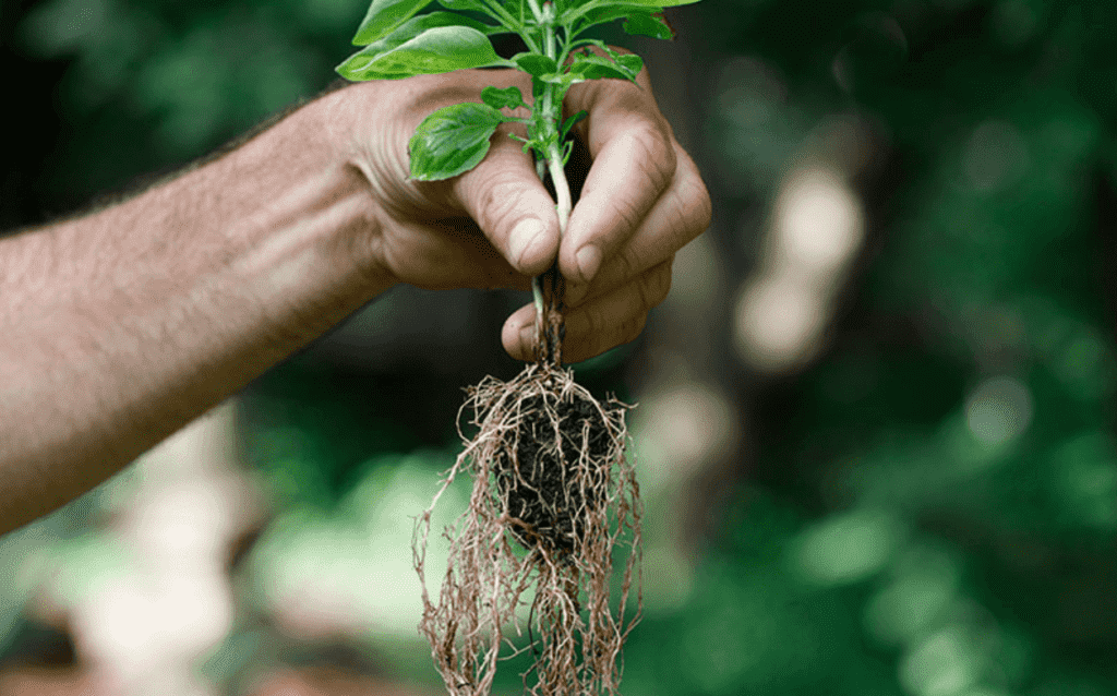 621621acf41e581e79c9c686_mycorrhizae-roots-soil-1024x682 621621acf41e581e79c9c686_mycorrhizae-roots-soil-1024x682