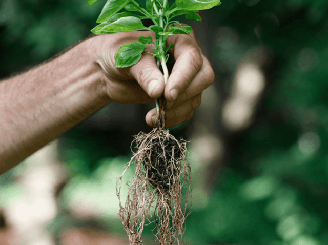 621621acf41e581e79c9c686_mycorrhizae-roots-soil-1024x682