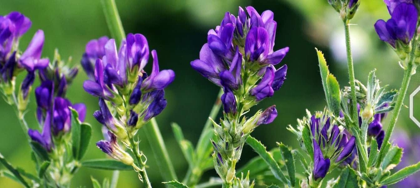 bitki-sagliginda-biyolojik-azot-fiksasyonunun-avantajlari bitki-sagliginda-biyolojik-azot-fiksasyonunun-avantajlari