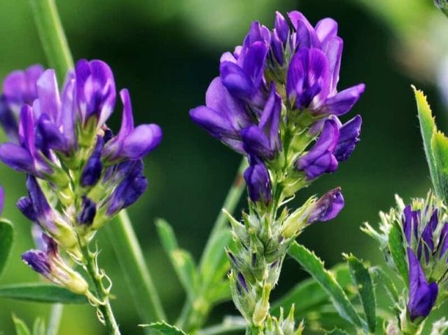 bitki-sagliginda-biyolojik-azot-fiksasyonunun-avantajlari