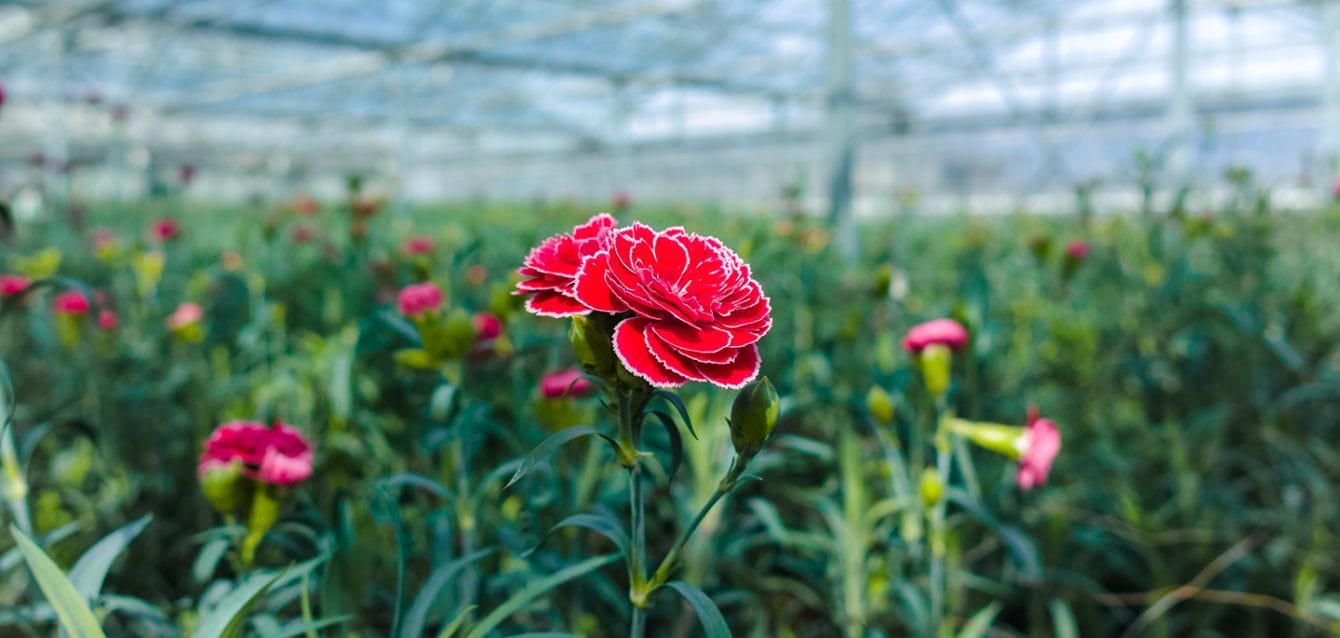 Ð¡ultivation of Dianthus caryophyllus, theÂ carnation flowering plants in greenhouse