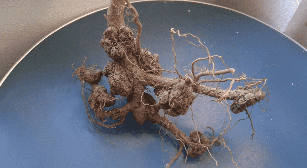 kok-kanseri-ana-resim kok-kanseri-ana-resim